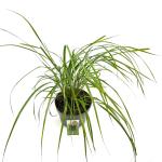 Calamagrostis acut. 'Karl Foerster'