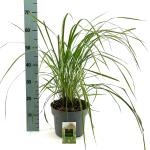 Calamagrostis acut. 'Karl Foerster'