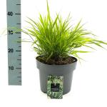 Hakonechloa macra