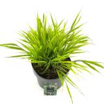 Hakonechloa macra