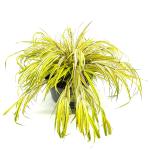 Hakonechloa macra 'Aureola'