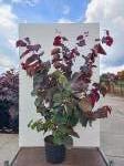 Cercis can. 'Forest Pansy'