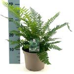 Polystichum aculeatum
