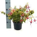 Fuchsia 'Genii'