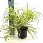 Hakonechloa macra 'Aureola'