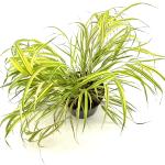 Hakonechloa macra 'Aureola'
