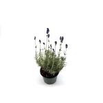 Lavandula ang. 'Hidcote'