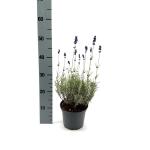 Lavandula ang. 'Hidcote'
