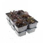 Ajuga reptans 'Atropurpurea'