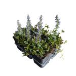 Ajuga reptans 'Atropurpurea'