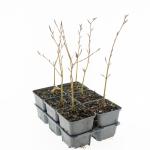 Fagus sylvatica