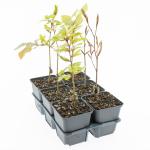 Fagus sylvatica