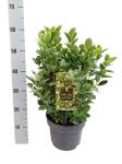 Euonymus jap. 'Aureomarginatus'