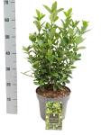 Euonymus jap. 'Aureomarginatus'