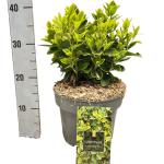 Euonymus jap. 'Aureomarginatus'