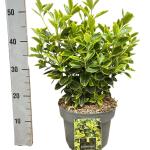 Euonymus jap. 'Aureomarginatus'