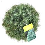 Cedrus deodara, bol