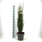 Juniperus comm. 'Arnold'