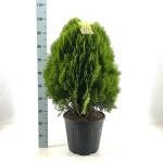 Thuja occ. 'Aurea Nana'