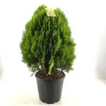 Thuja occ. 'Aurea Nana'