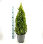 Thuja occ. Golden Smaragd