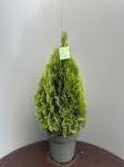 Thuja occ. Golden Smaragd