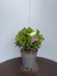 Ilex meserv. Blue Maid, bol