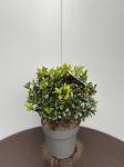 Ilex meserv. Blue Maid, bol
