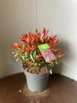 Photinia fraseri Pink Marble, bol