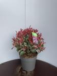 Photinia fraseri Pink Marble, bol