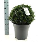 Prunus l. 'Gajo', bol