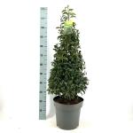 Prunus l. 'Angustifolia', kegel
