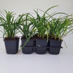 Liriope muscari 'Moneymaker'