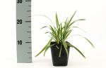 Liriope muscari 'Moneymaker'