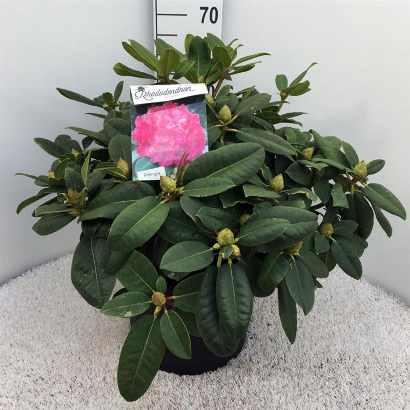 Rhododendron 'Germania'