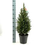Picea gl. 'Conica'