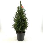 Picea gl. 'Conica'