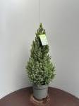 Picea gl. 'Conica'