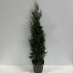 Cupressocyparis l. 'Tweeduizendéén'