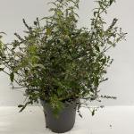 Buddleja White Chip