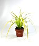Carex oshim. 'Everillo'