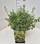 Euonymus fort. 'Emerald Gaiety'