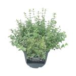 Euonymus fort. 'Emerald Gaiety'