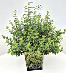 Euonymus fort. 'Emerald Gaiety'