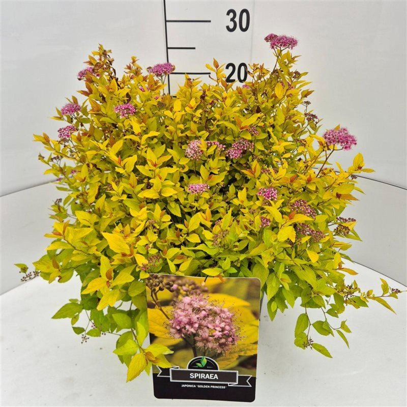 Spiraea jap. 'Golden Princess'