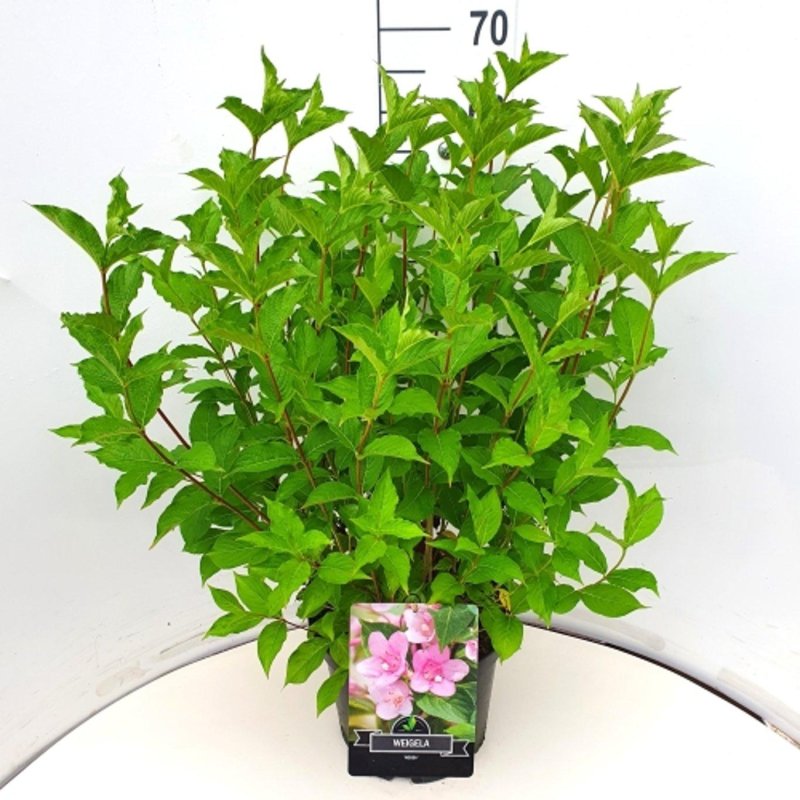 Weigela 'Rosea'