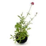Centranthus ruber