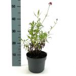 Centranthus ruber