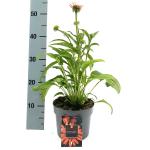 Echinacea Lakota Orange