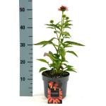 Echinacea Lakota Orange
